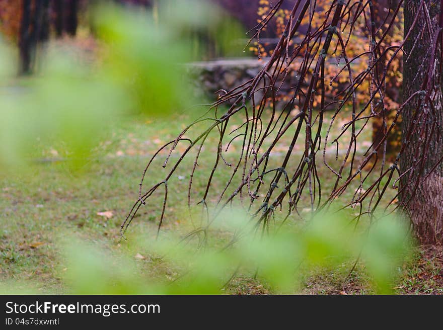 Autumn park after rain