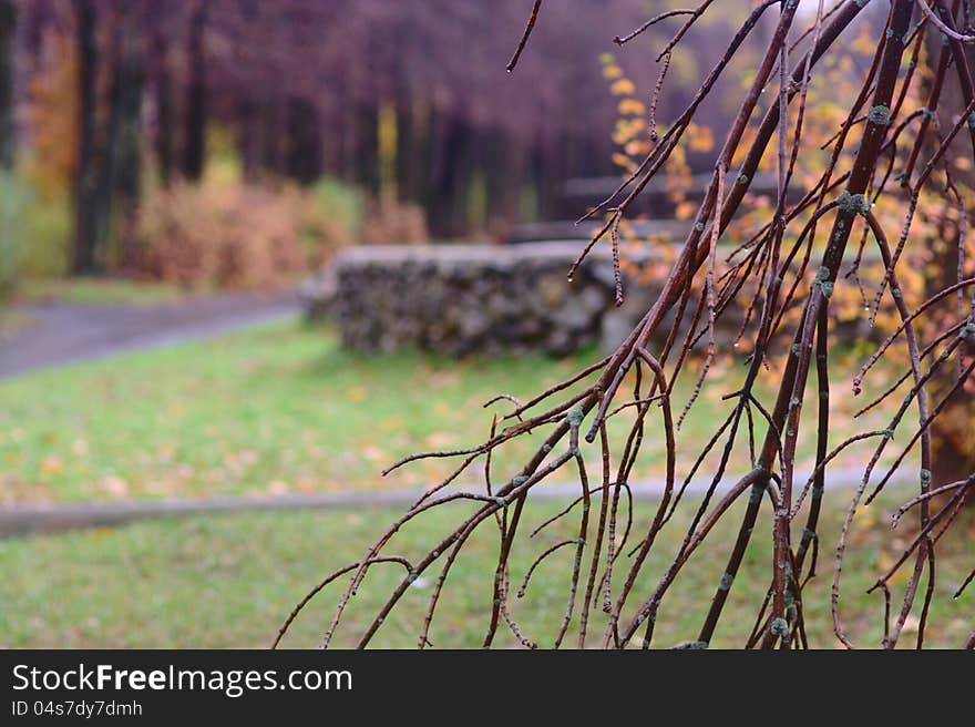 Autumn park after rain