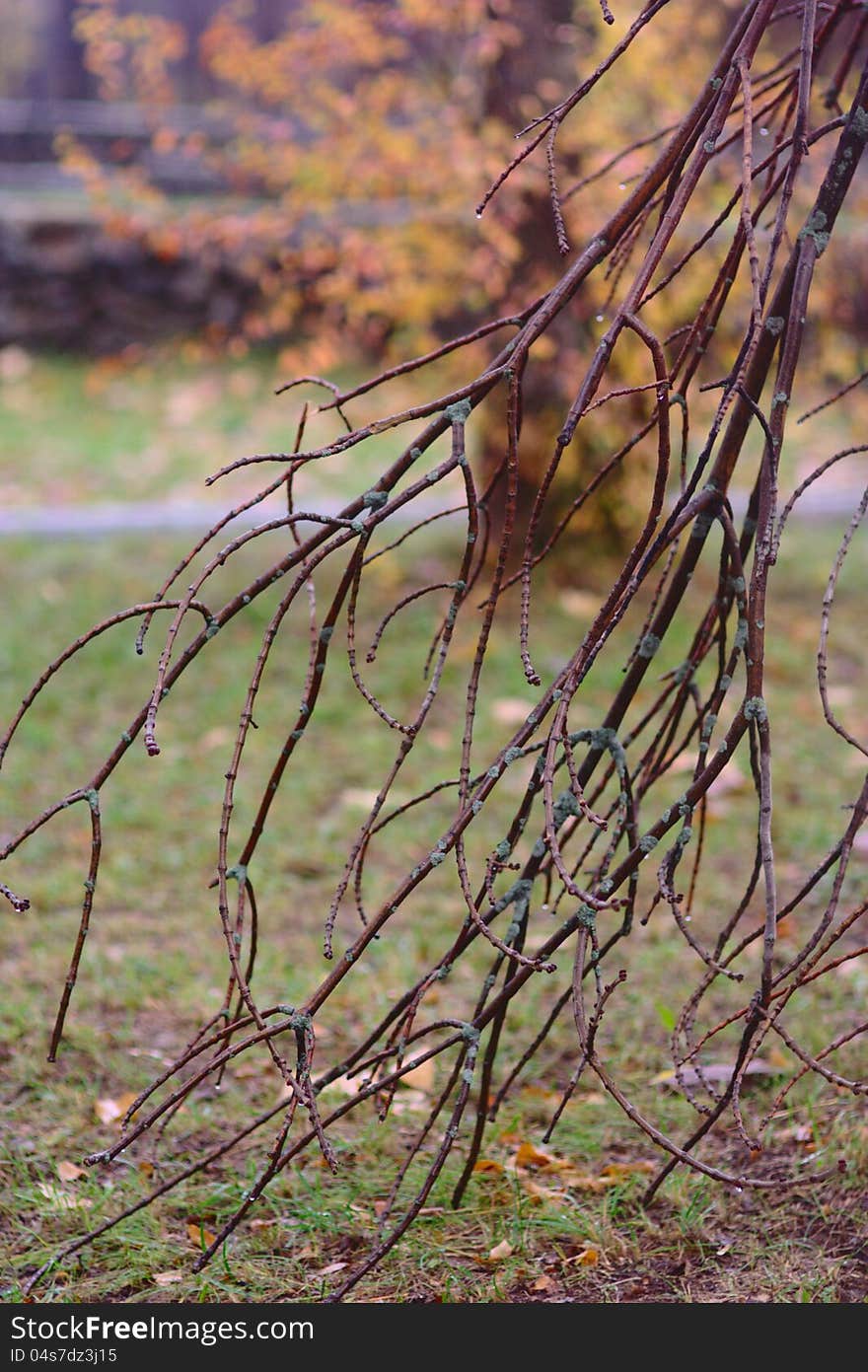 Autumn pattern with branch