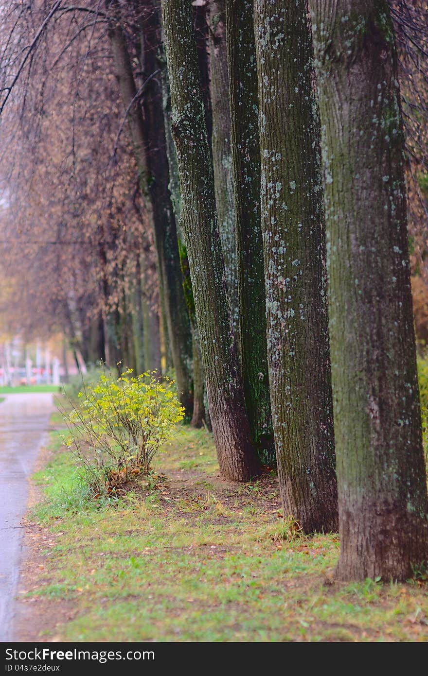 Autumn park after rain. Fog.