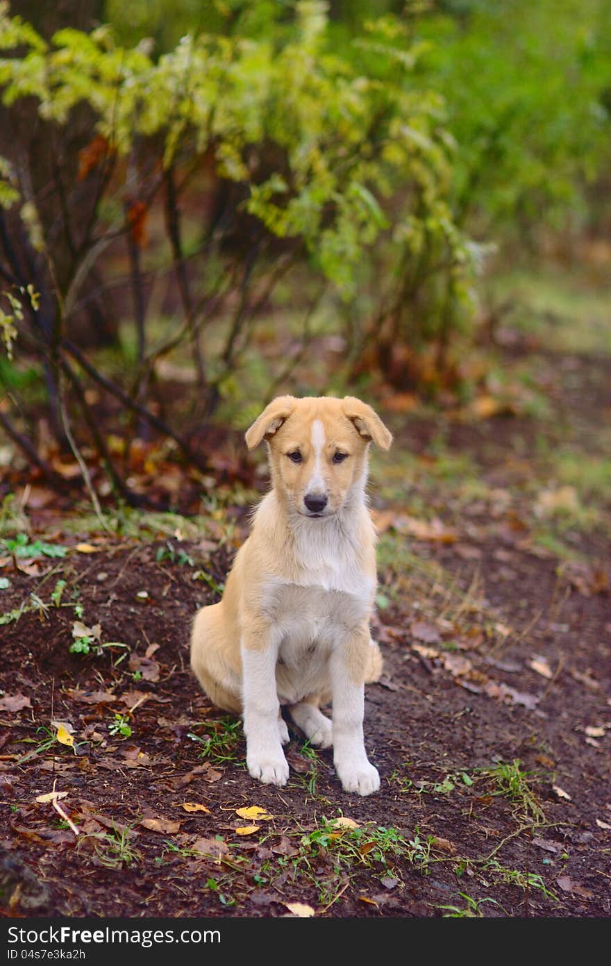 Dog in the autumn park after rain