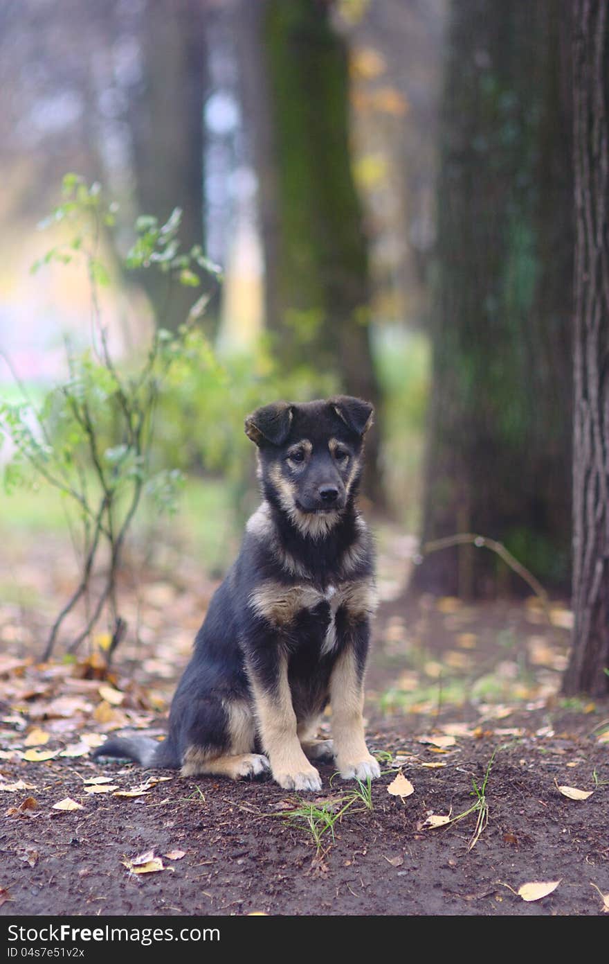 Puppy in the autumn forest. Puppy in the autumn forest