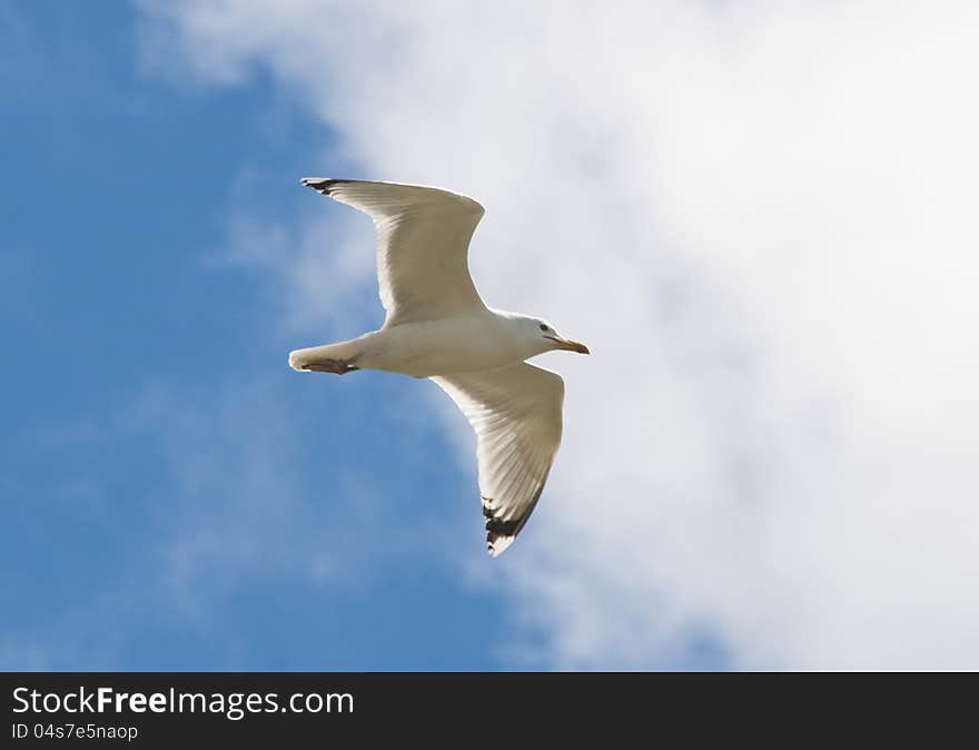 Seagull