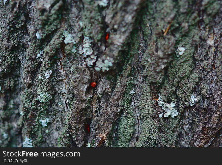 Wooden texture with bugs