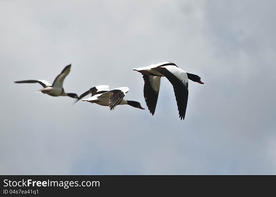 Wild ducks flying in the sky