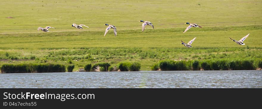 Wild ducks flying above water