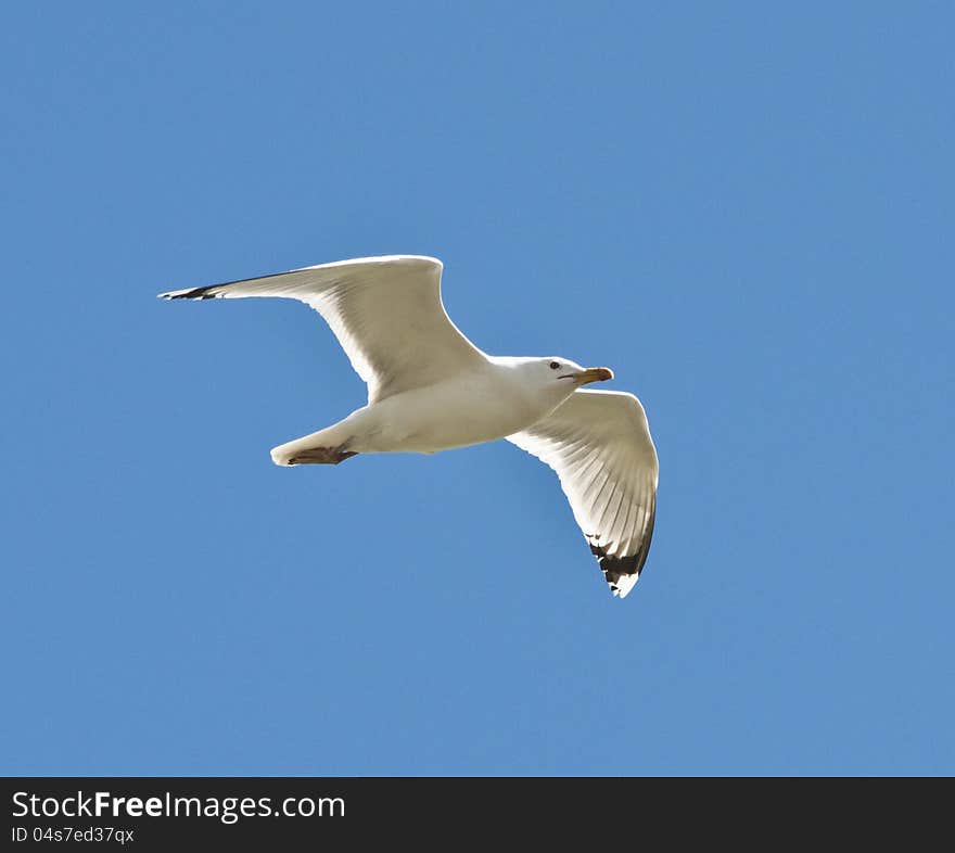 Seagull