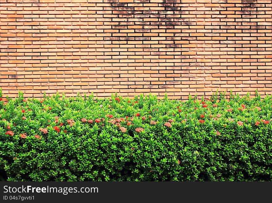 Red brick wall with grass floor