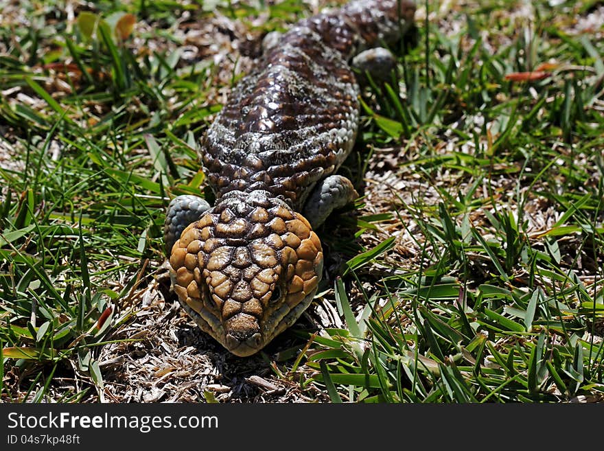 Skinks - Bobtail Lizard (Tiliqua rugosa) Commonly known as stumpy tail or bobby. Gives birth to 2 live young sometimes more and grows to approximately 45cm in length. They are a native Australian reptile.