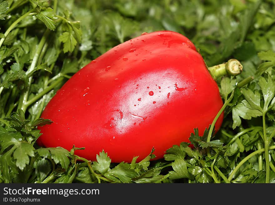 Red papper on parsley