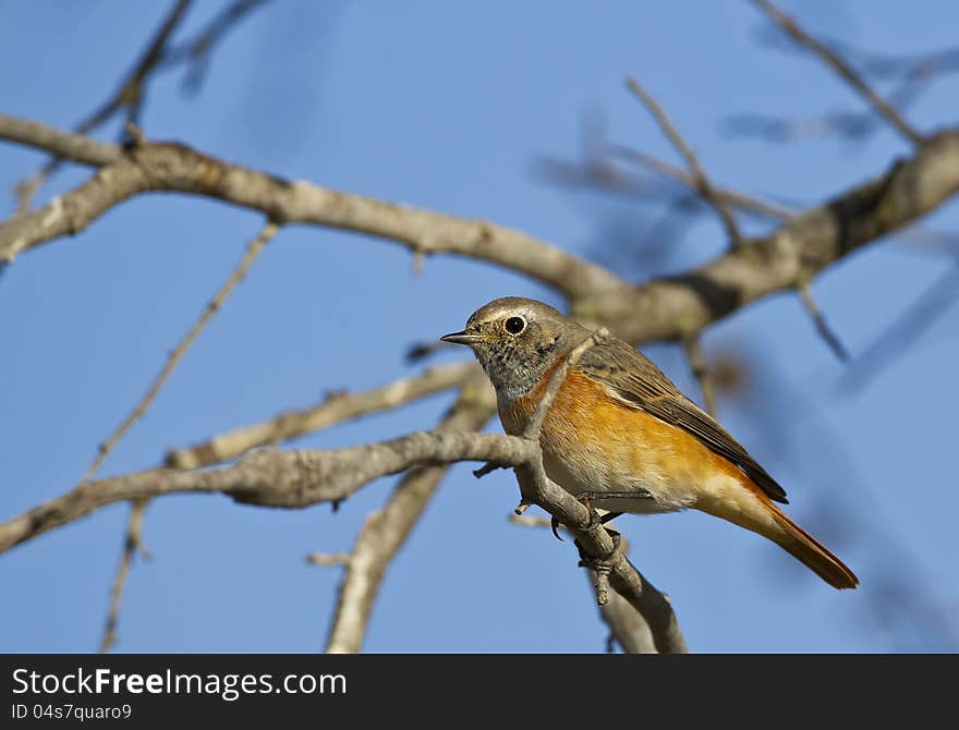 Redstart is perching on a tree branch