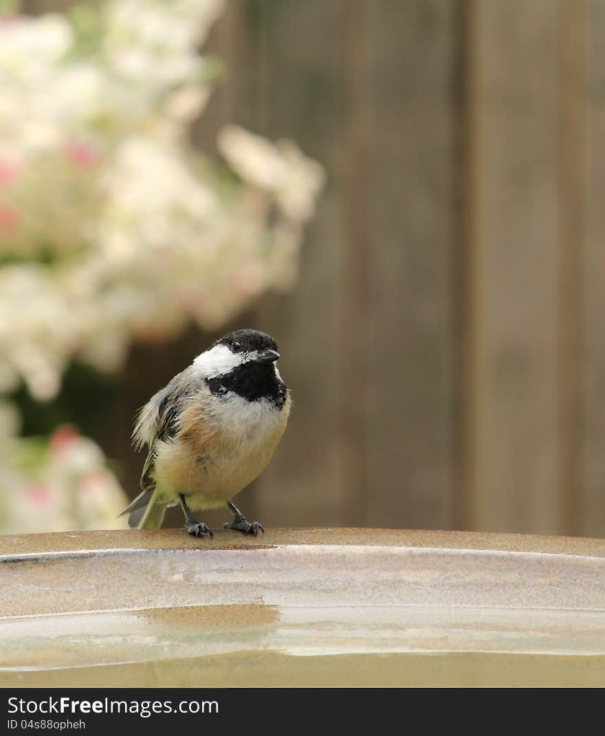 Black-capped chickadee, Poecile atricapilla, perched on side of bird bath. Black-capped chickadee, Poecile atricapilla, perched on side of bird bath