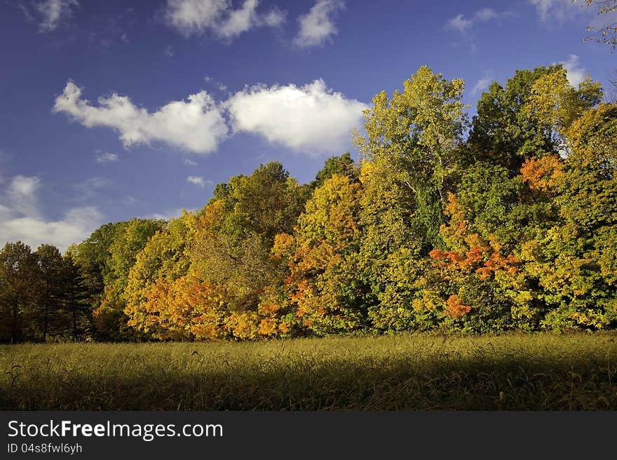 A treeline of maple trees showing off rich autumn colors. A treeline of maple trees showing off rich autumn colors.