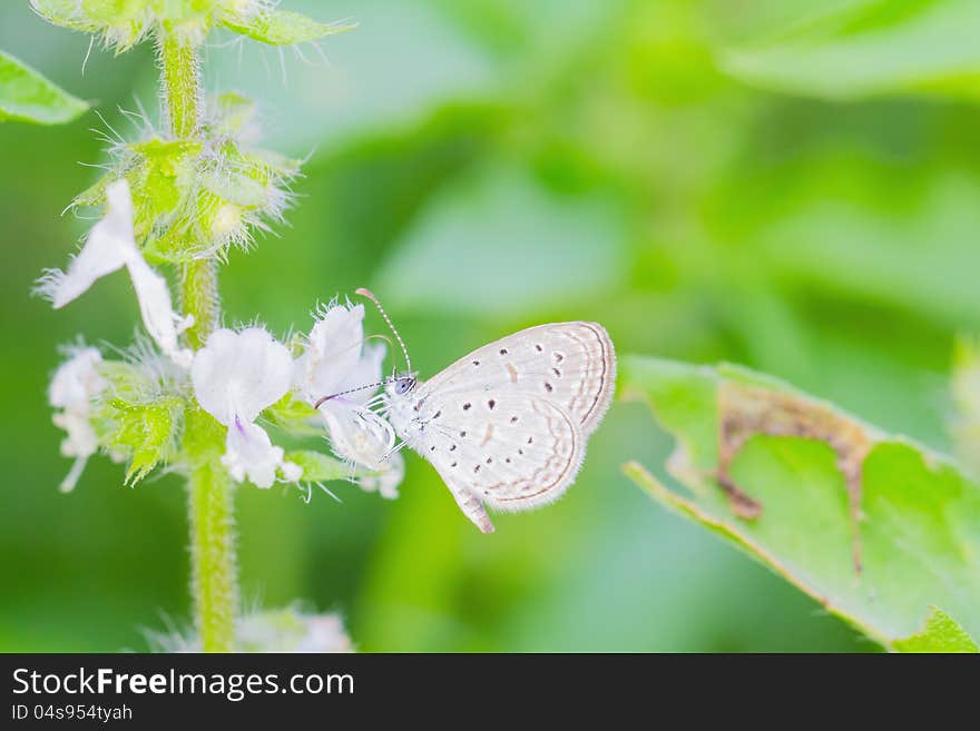 Close up of small butterfly feeding on holy basil flower