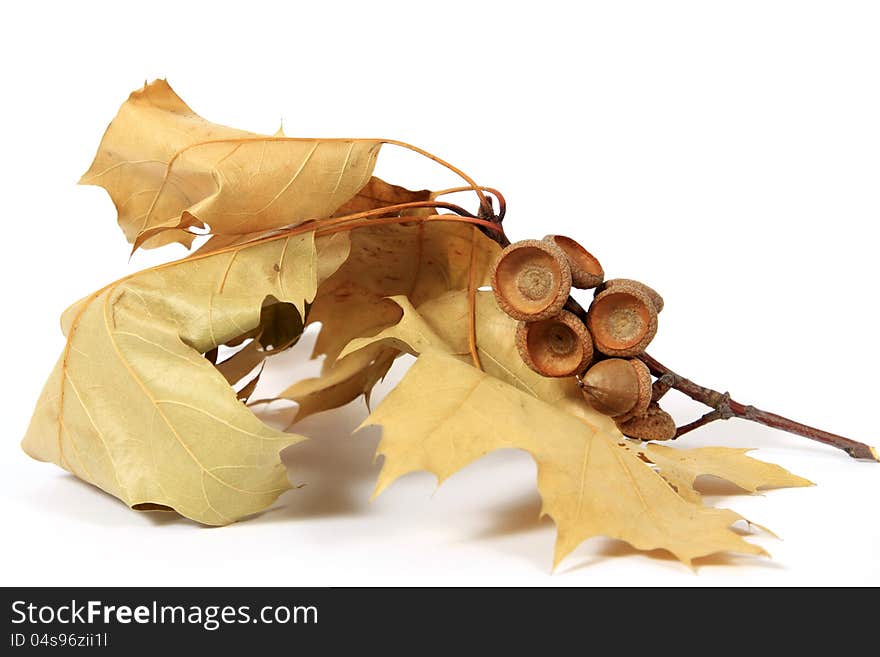 Brown acorns relating to oaken leaves