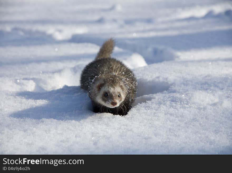 Ferret in the snow