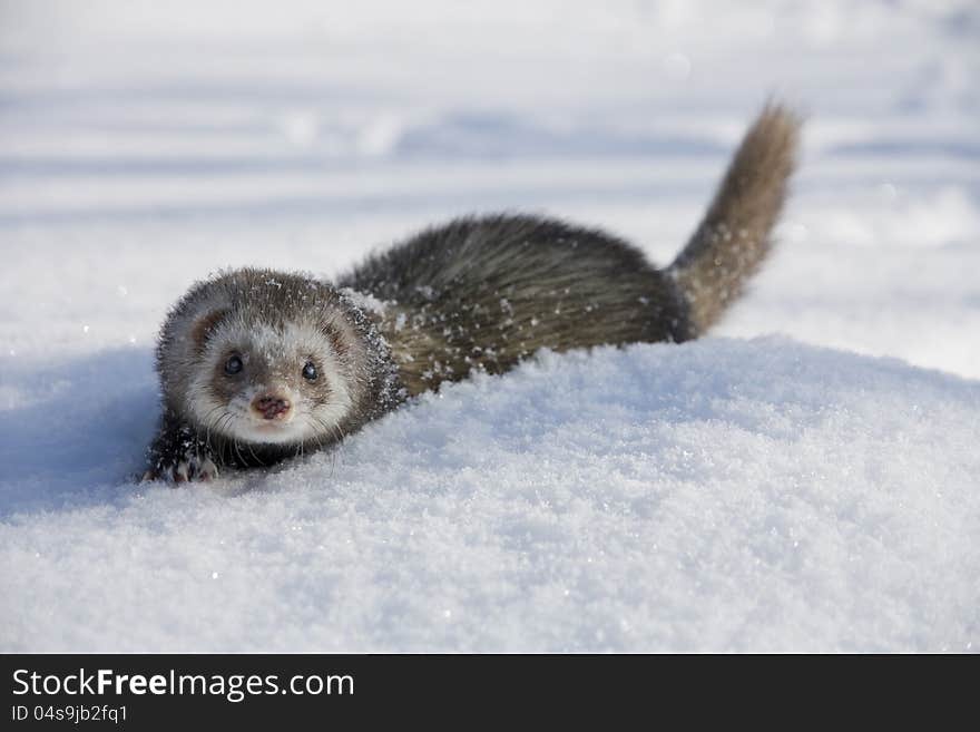 Ferret