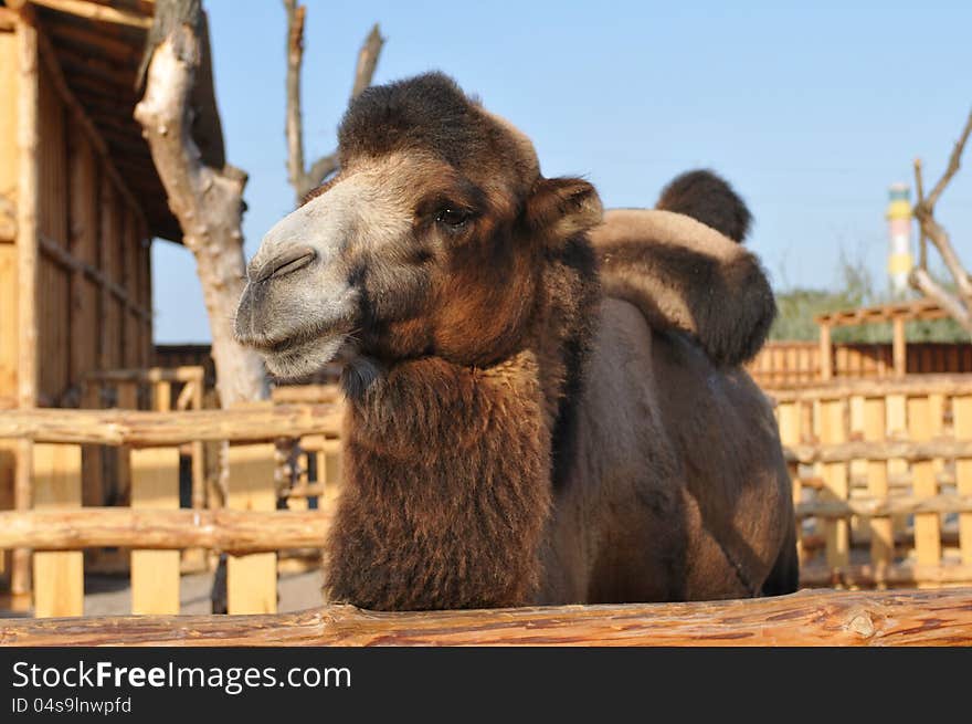 Camel Portrait Looking At Camera