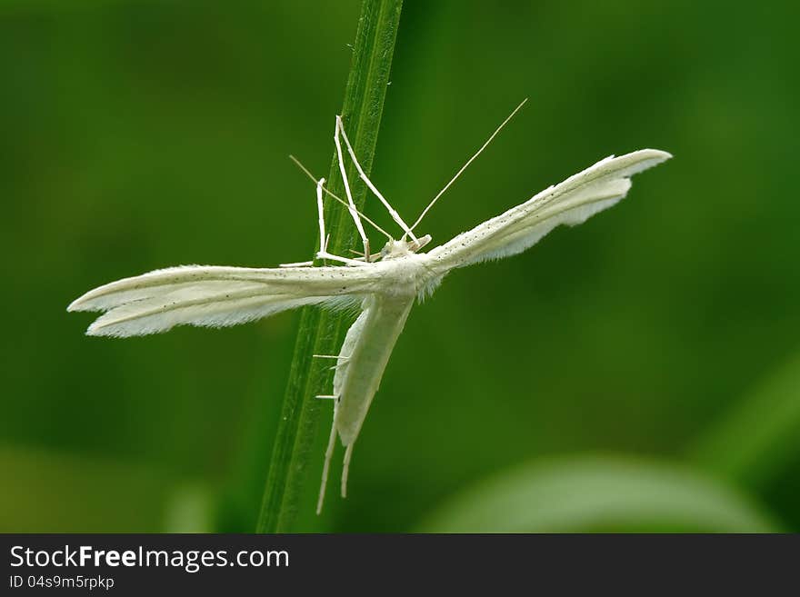 The white plume moth (Pterophorus pentadactyla) in a grass. The white plume moth (Pterophorus pentadactyla) in a grass.