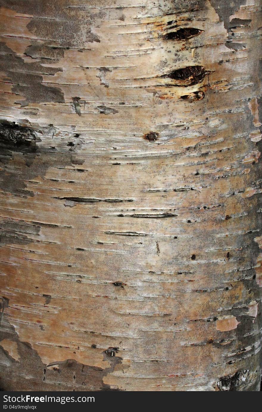 Karelian Birch Bark