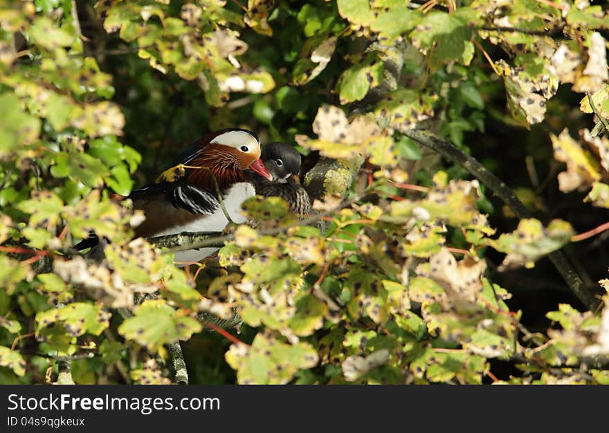 View of mandarin ducks perched in a tree. View of mandarin ducks perched in a tree.