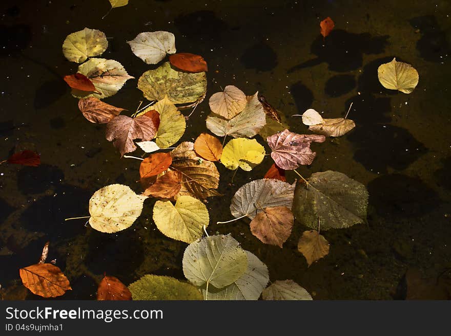 Autumn Leaves Background