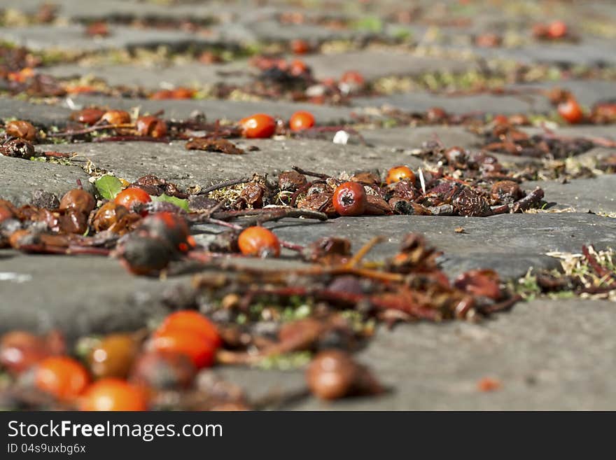 Autumn red dried fruits Background. Autumn red dried fruits Background