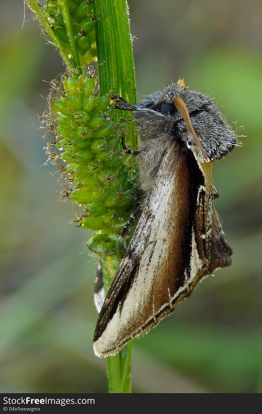 The Lesser Swallow Prominent (Pheosia gnoma). The Lesser Swallow Prominent (Pheosia gnoma).