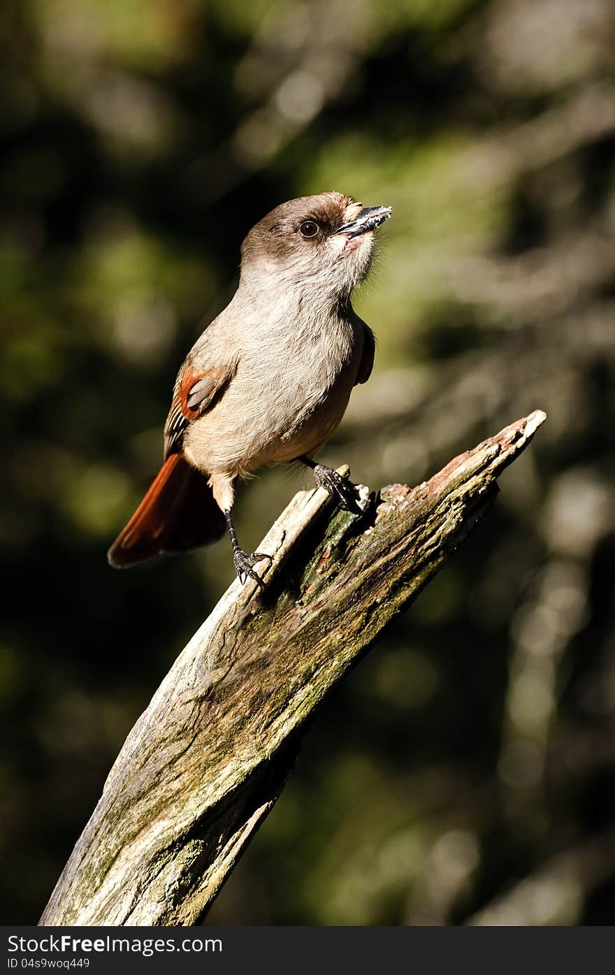 Siberian Jay sitting on an old tree bransch against a blurred background. Siberian Jay sitting on an old tree bransch against a blurred background.