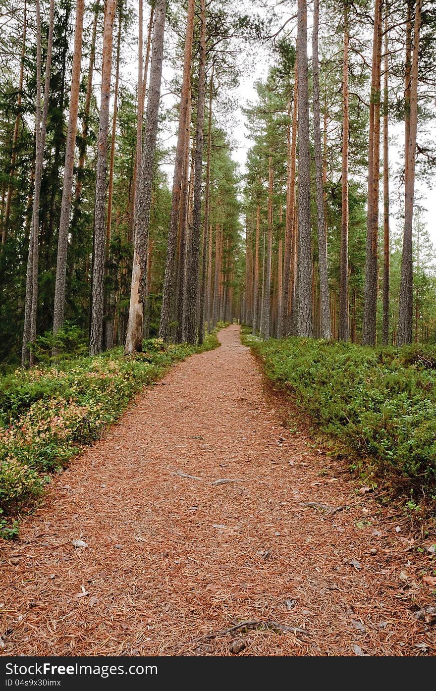 Pine forest pathway covered with pine needels