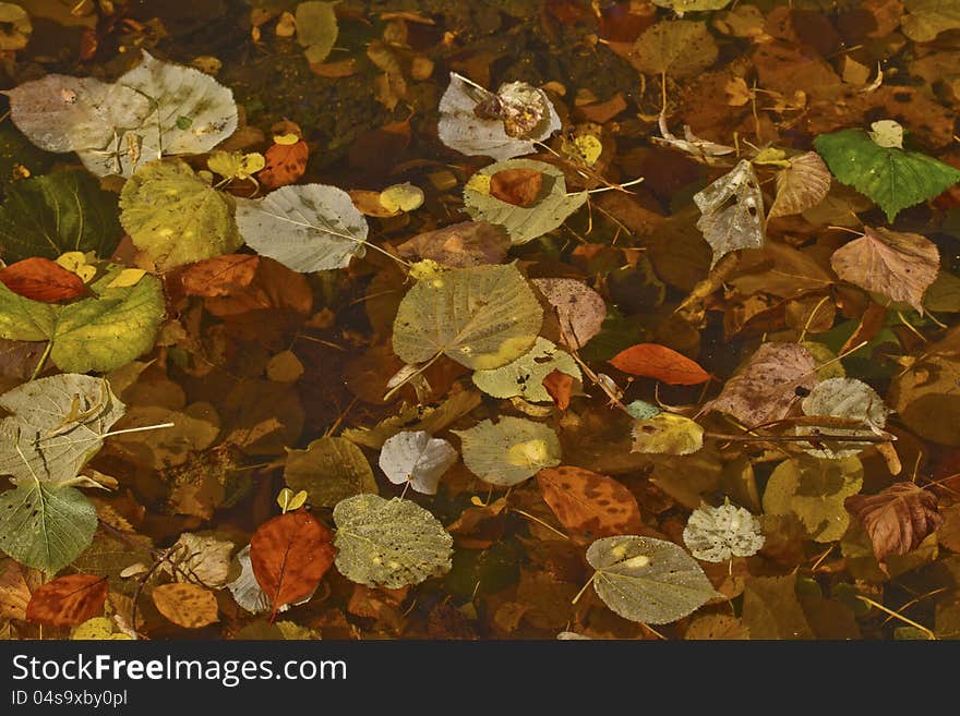 Colorful Autumn Leaves Background