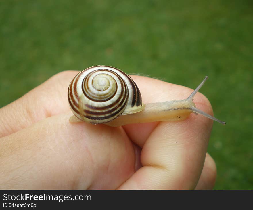 Snail