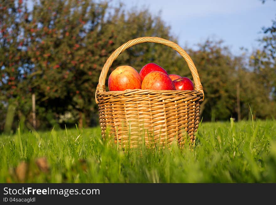 Basket of apples