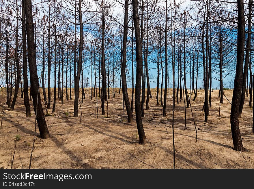 Burned pine forest at the mouth of Bevano