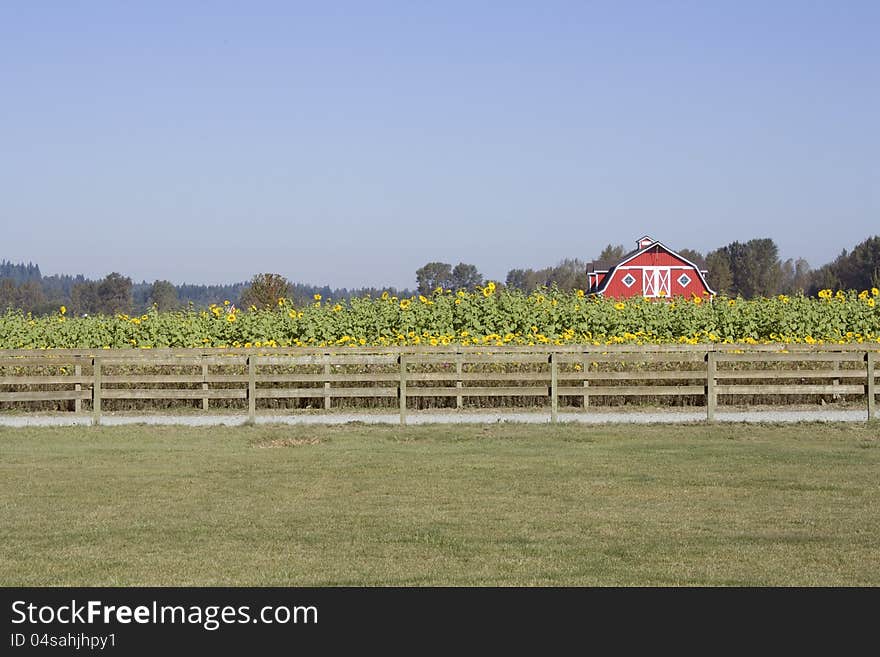 A farm with sunflowers and red barn. A farm with sunflowers and red barn.