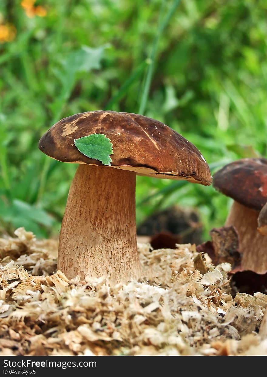 Mushroom Growing In The Grass