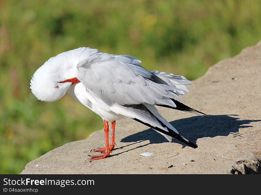 White Seagull Preening on the Stone Wall