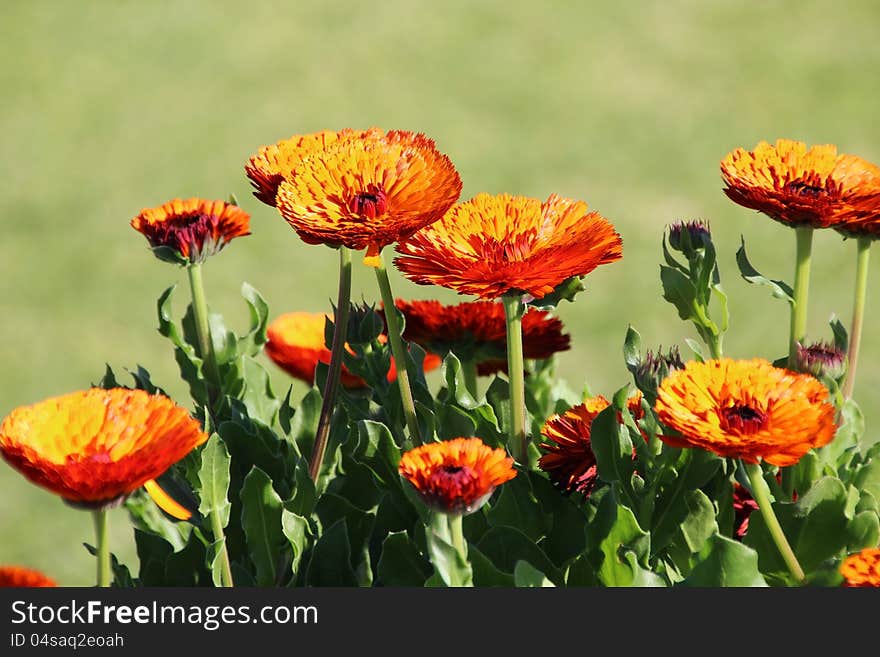 Orange Calendulas in the Garden