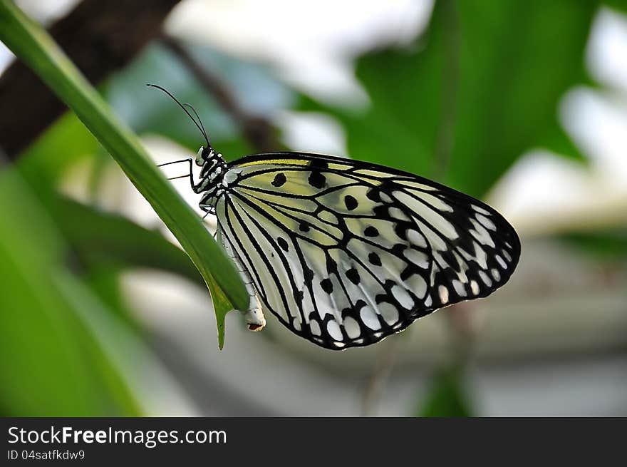 White Tree Nymph