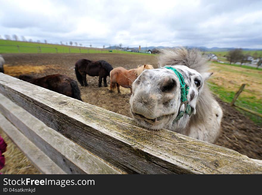 A Pony shows the nostrils.