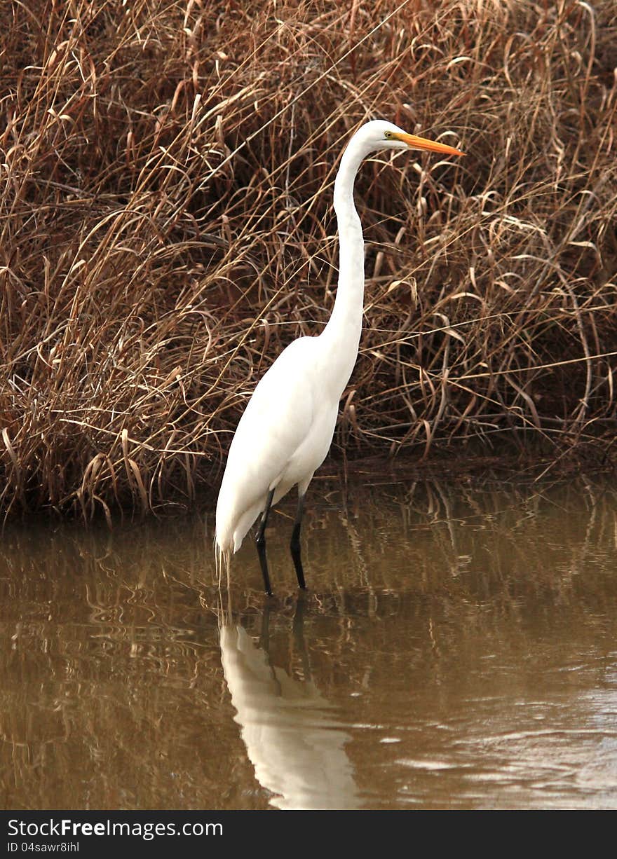 Great Egret