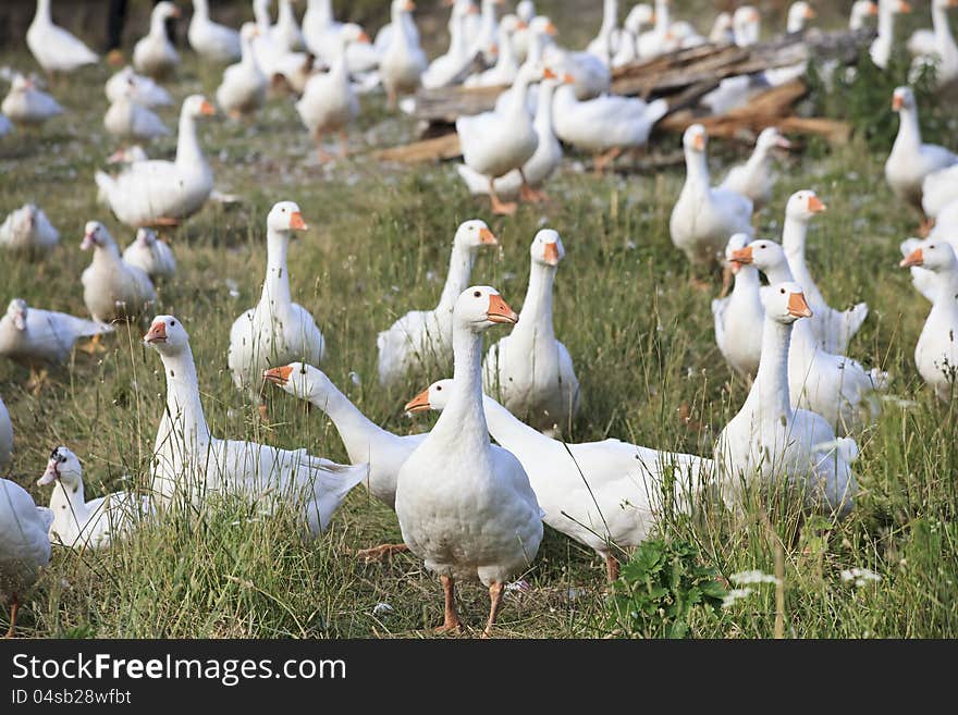 Herd of white domestic geese