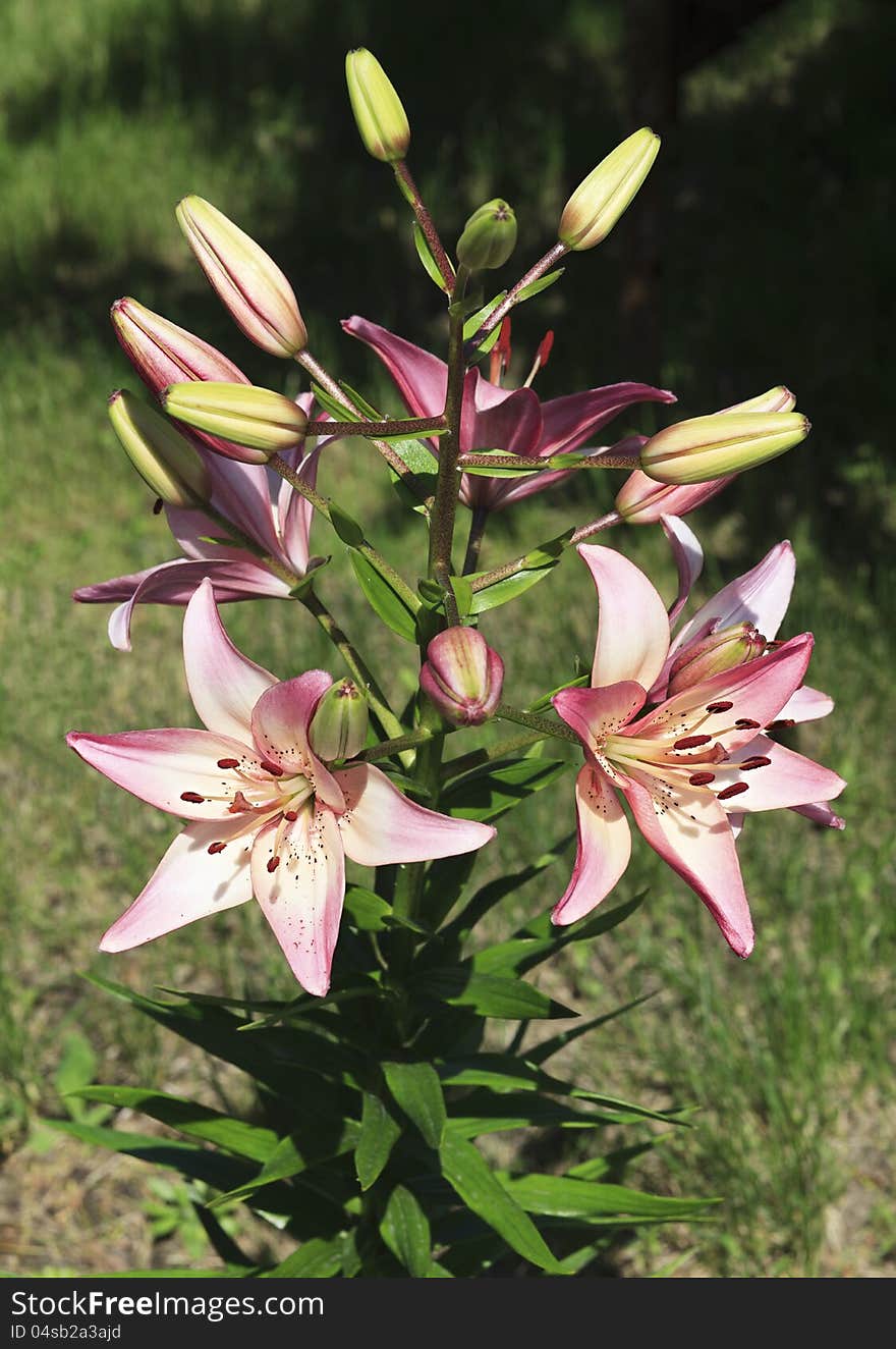 Beautiful garden lily.