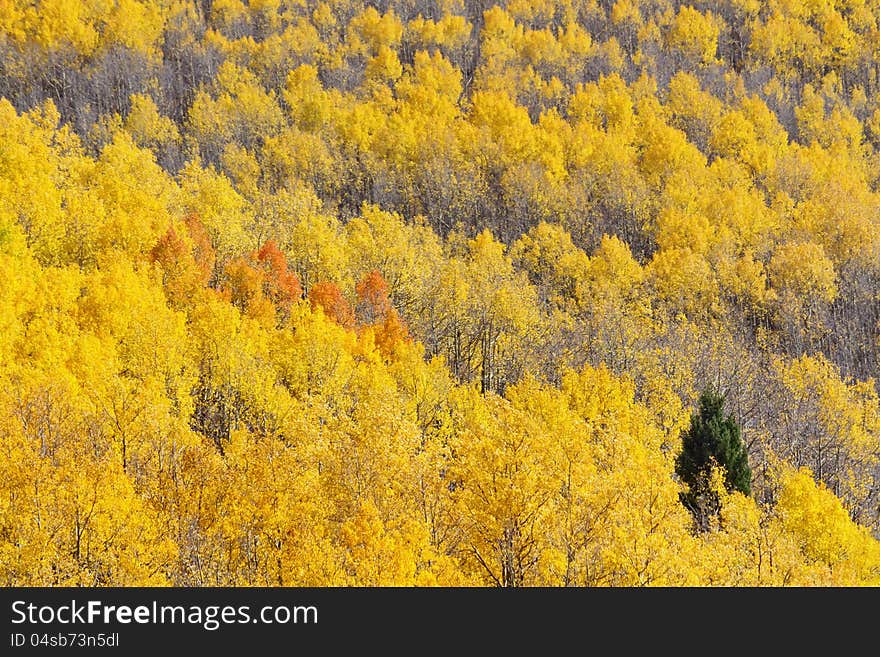 Fall Foliage