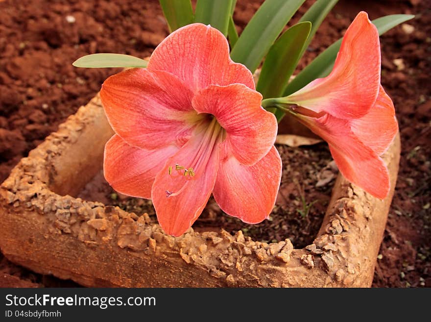 Large Pink Orange Clivia Flowers