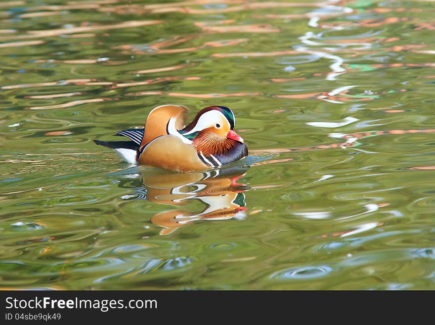 A male mandarin duck in lake