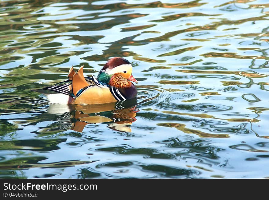 A male mandarin duck in lake