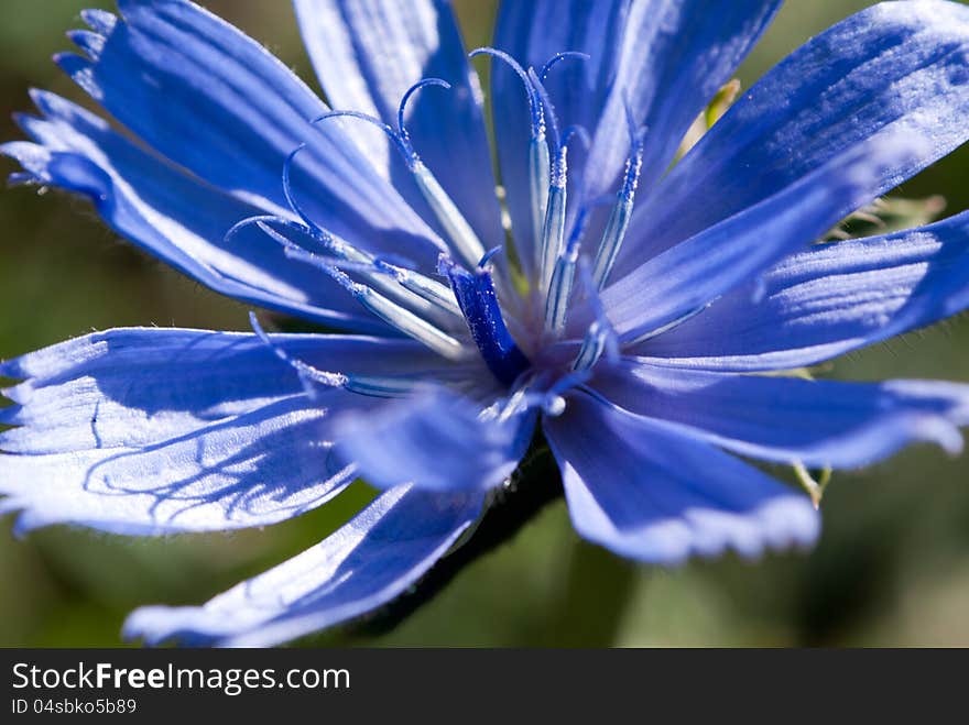 Magnificent cornflower