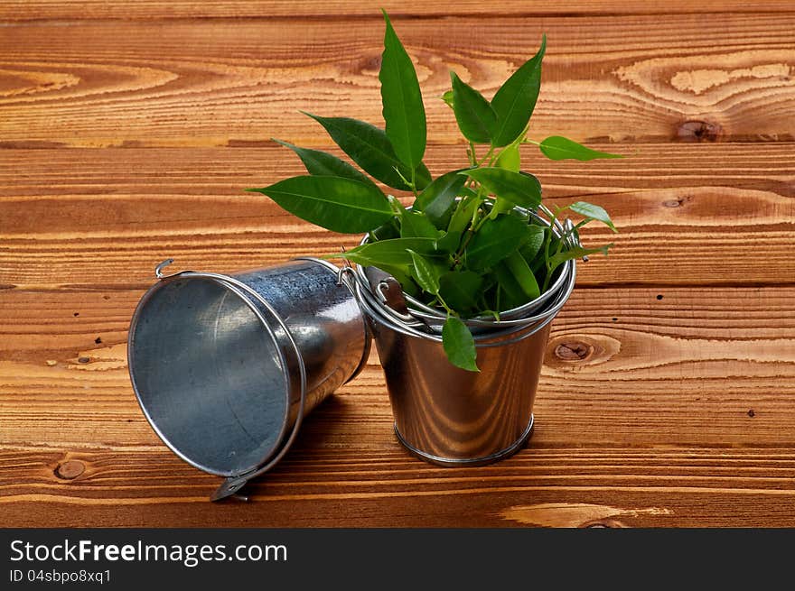 Mini Tin Buskets with Green Plants on wooden background. Mini Tin Buskets with Green Plants on wooden background