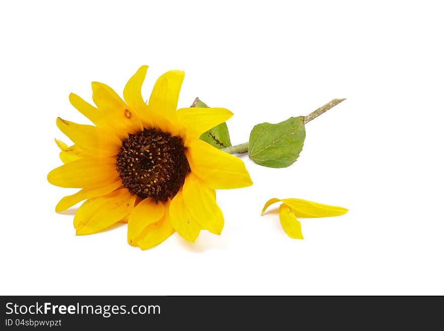 Beautiful Sunflower and Petals  on white background